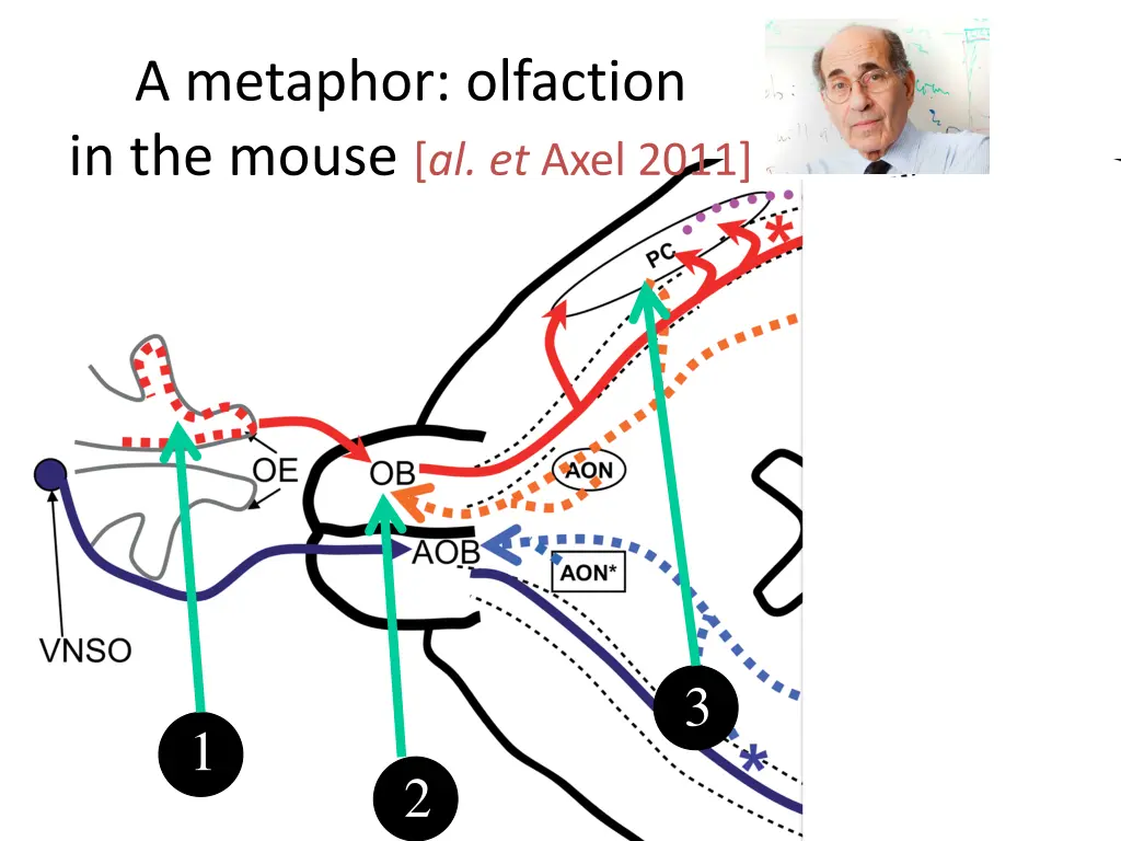 a metaphor olfaction in the mouse al et axel 2011