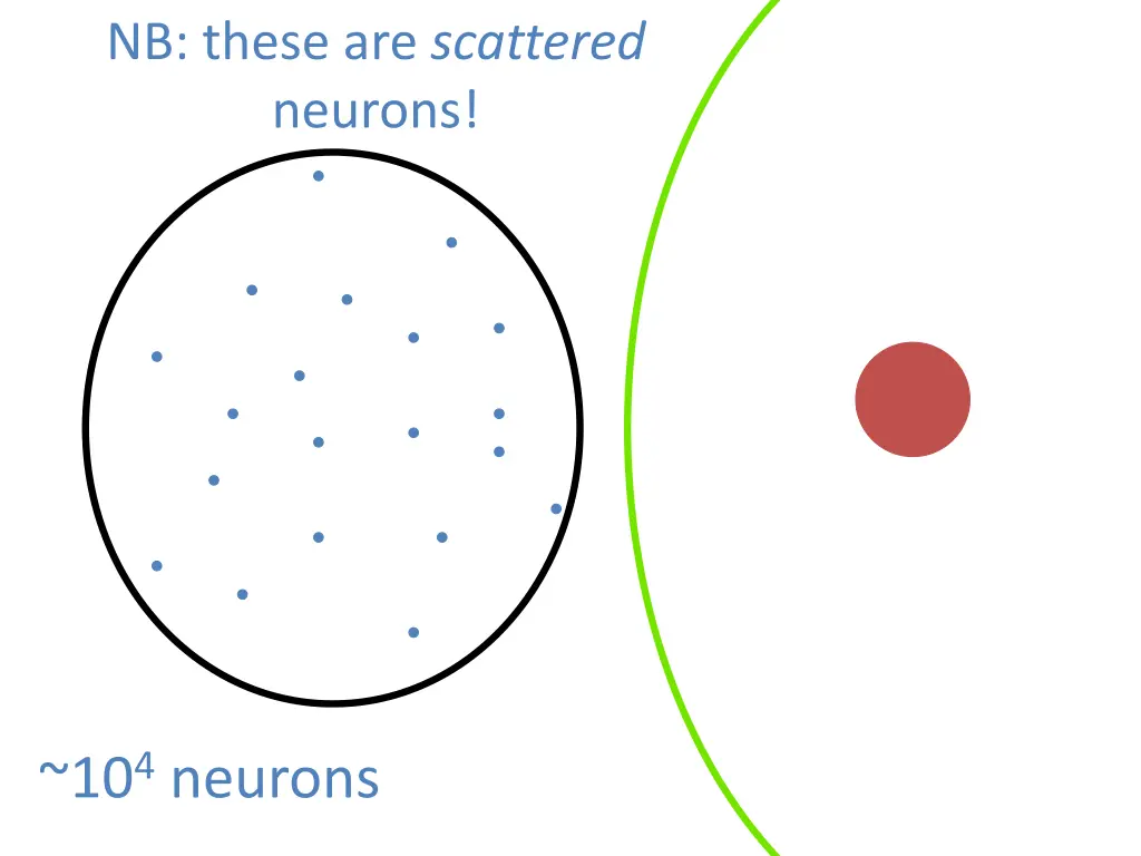 nb these are scattered neurons