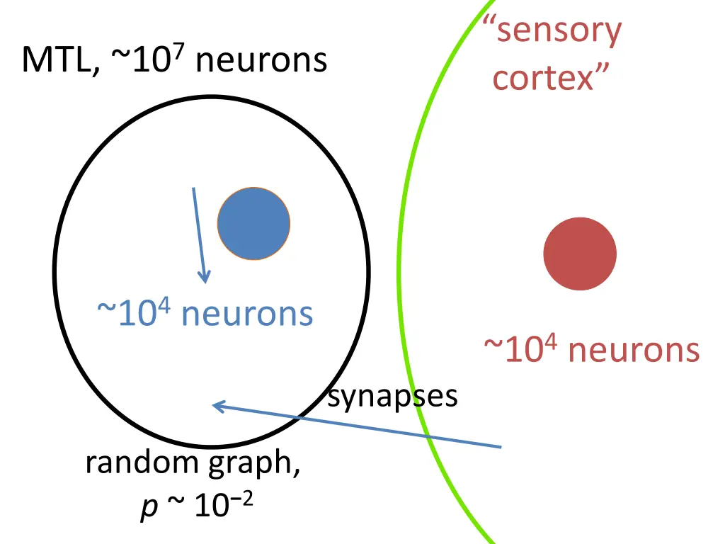 sensory cortex 1