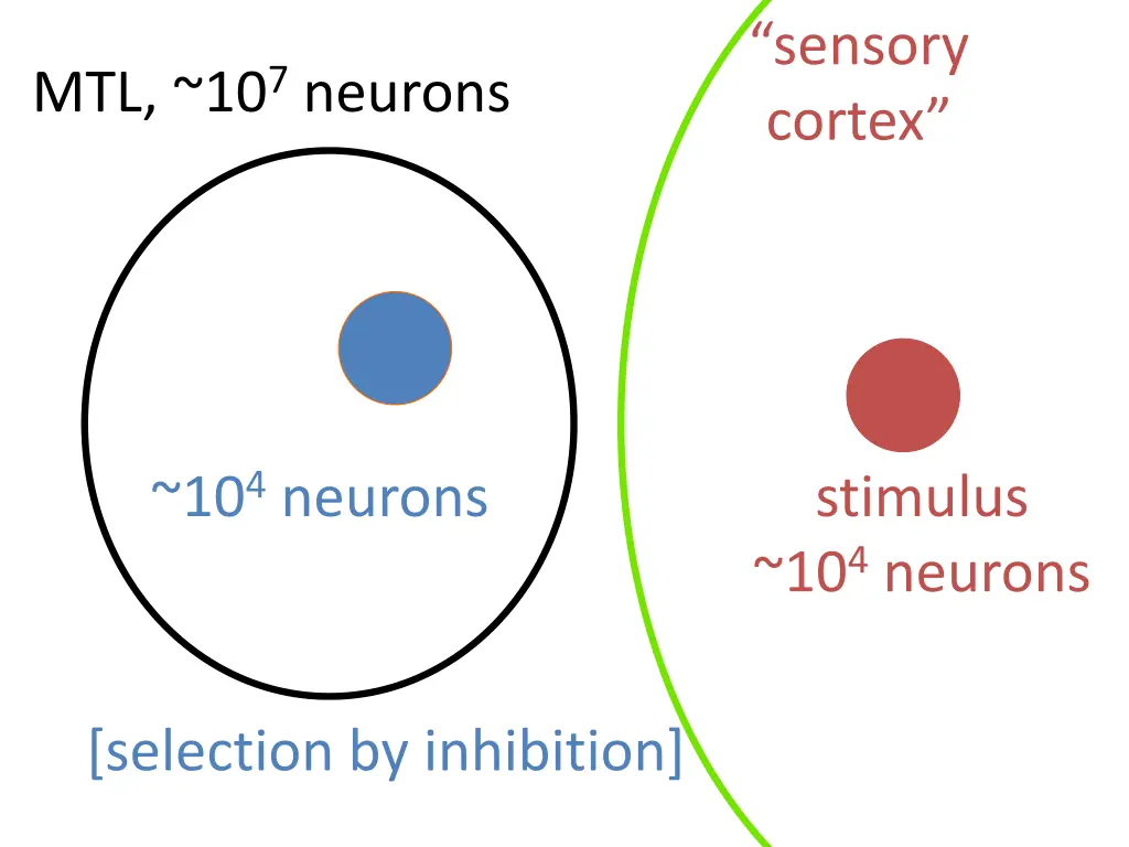 sensory cortex