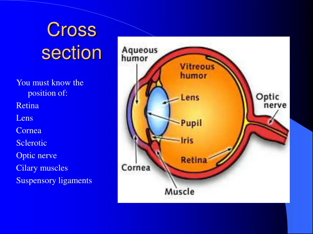 cross section