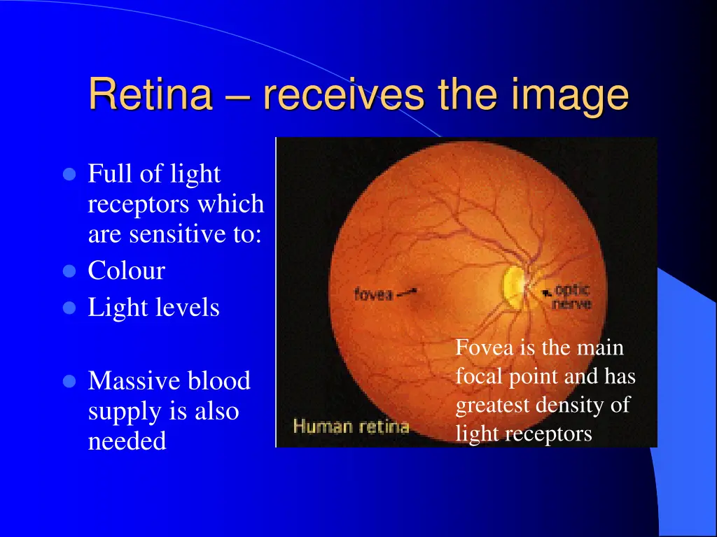 retina receives the image