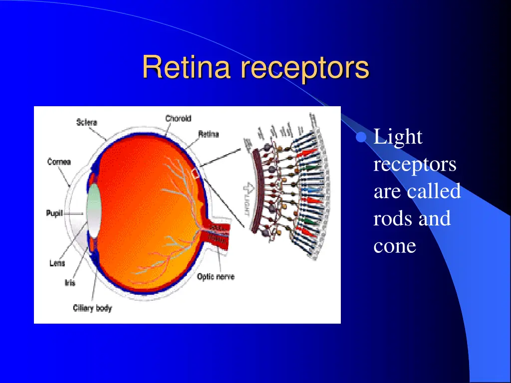 retina receptors