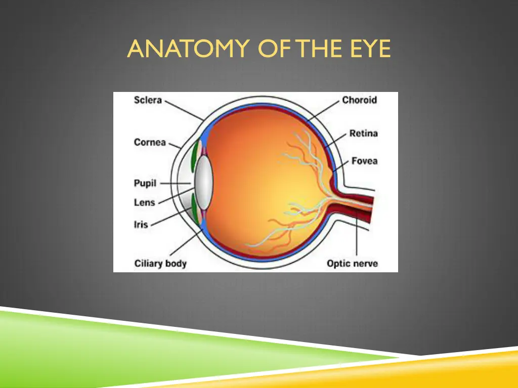 anatomy of the eye