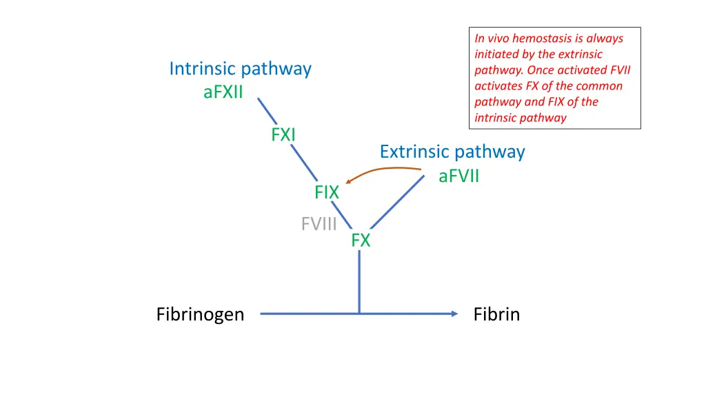 in vivo hemostasis is always initiated