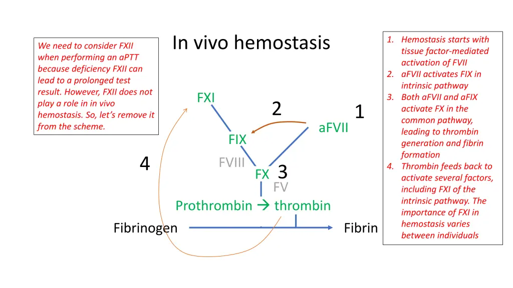 in vivo hemostasis