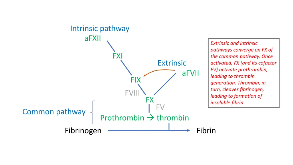 intrinsic pathway afxii 2