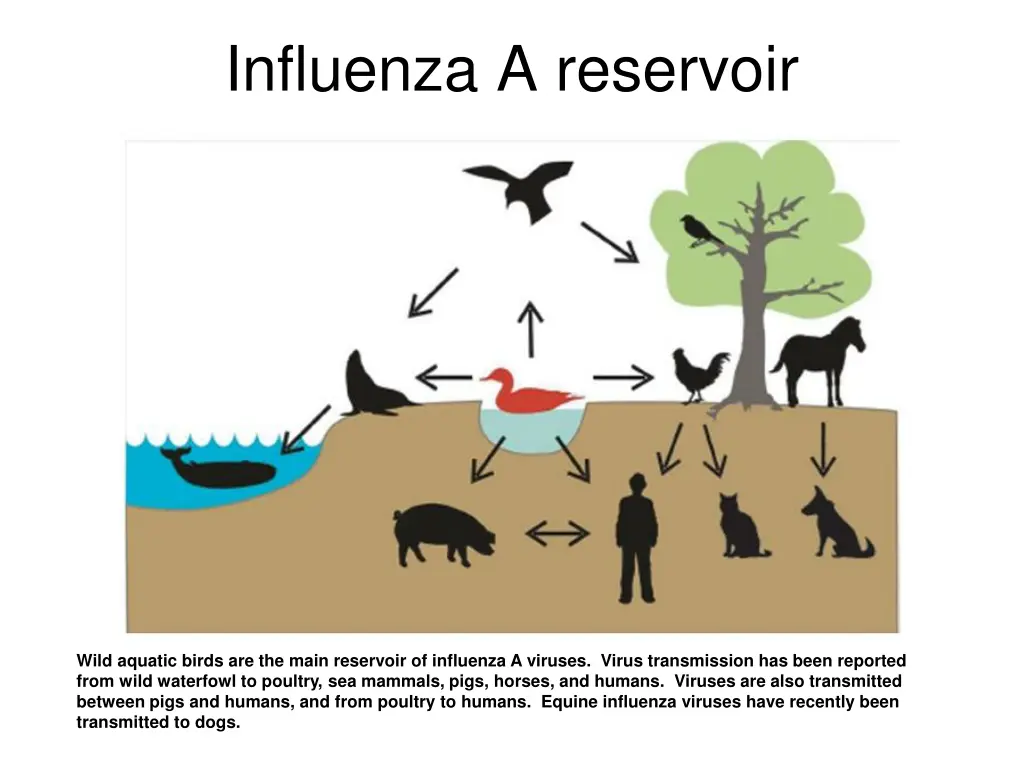 influenza a reservoir