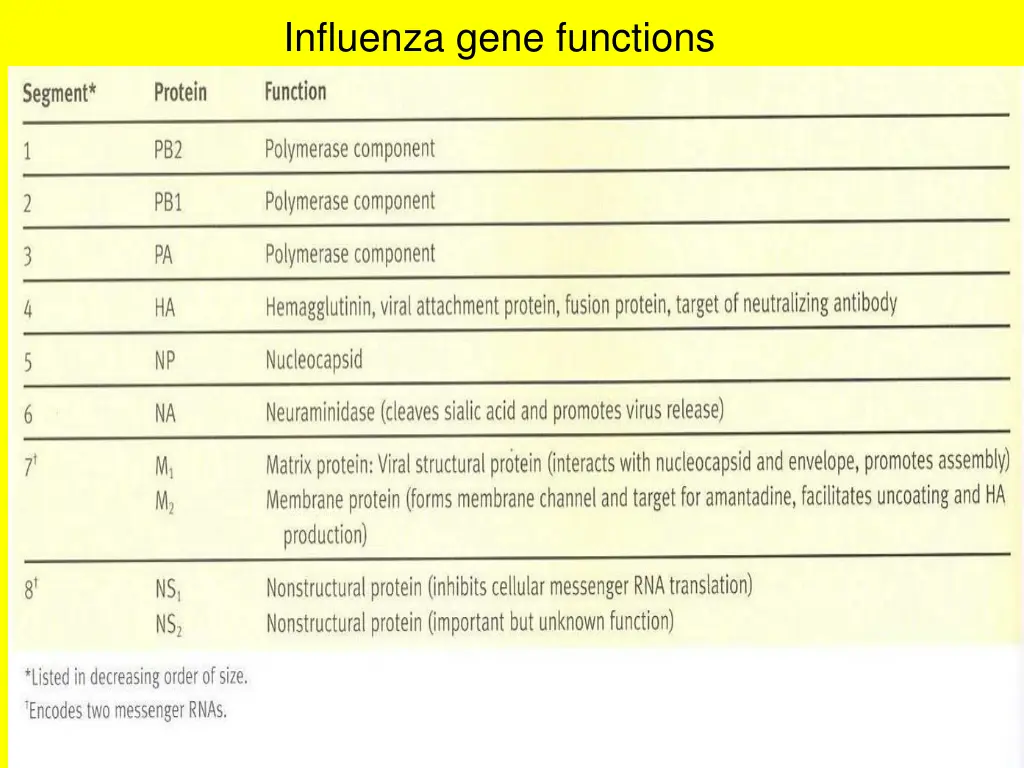 influenza gene functions