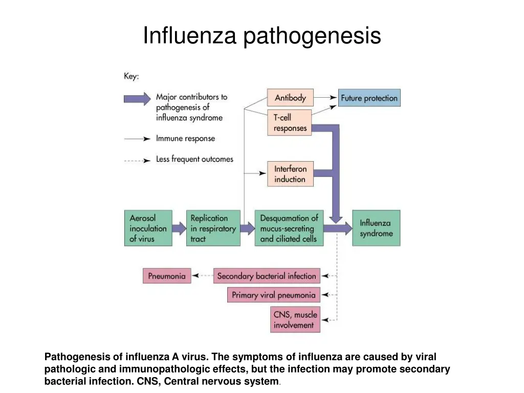 influenza pathogenesis