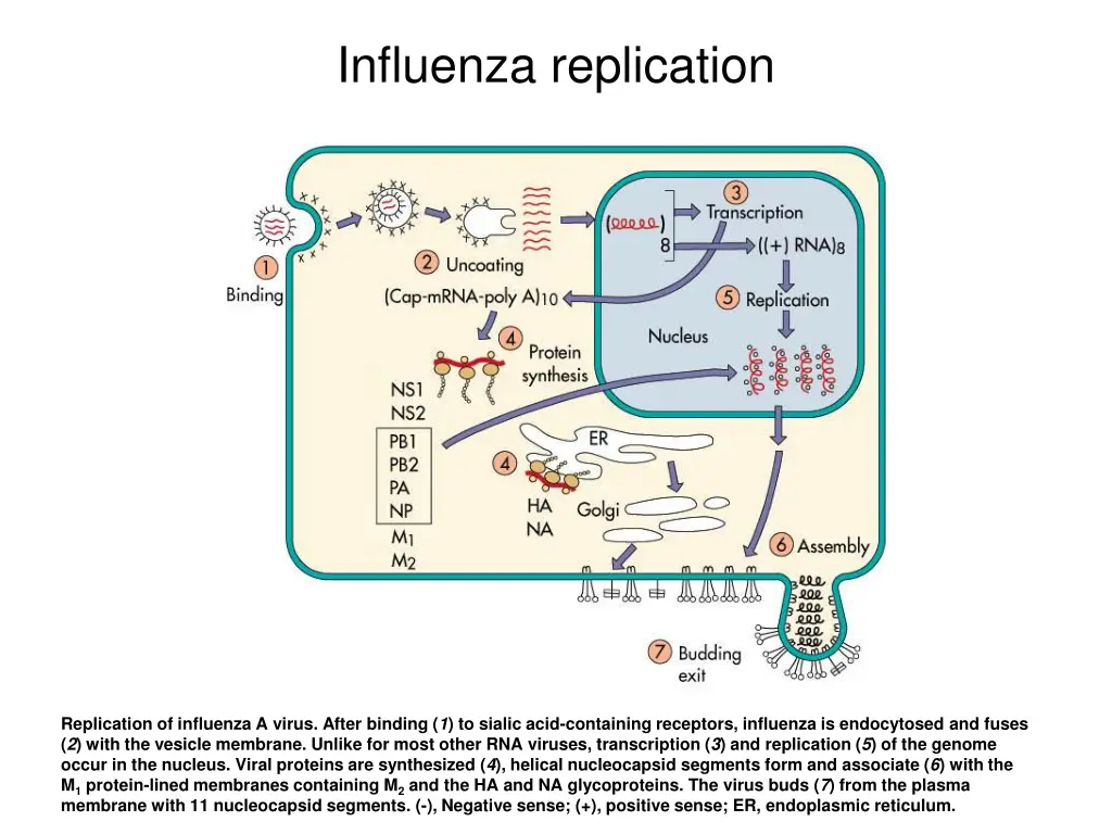 influenza replication