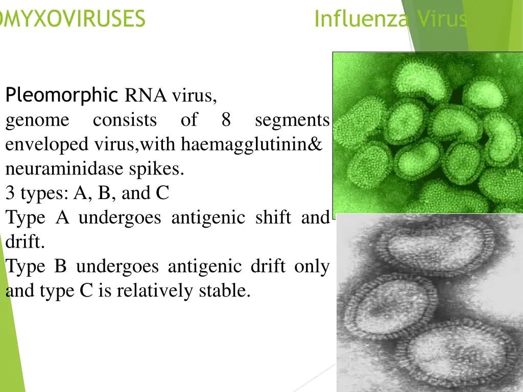 orthomyxoviruses influenza virus