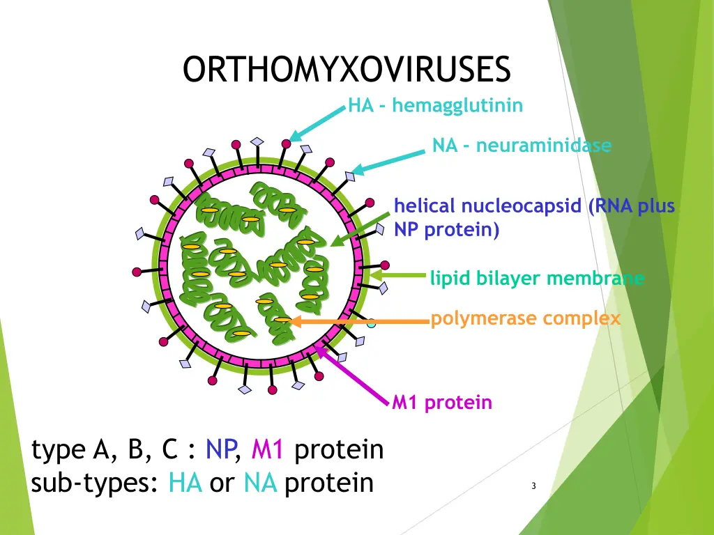 orthomyxoviruses