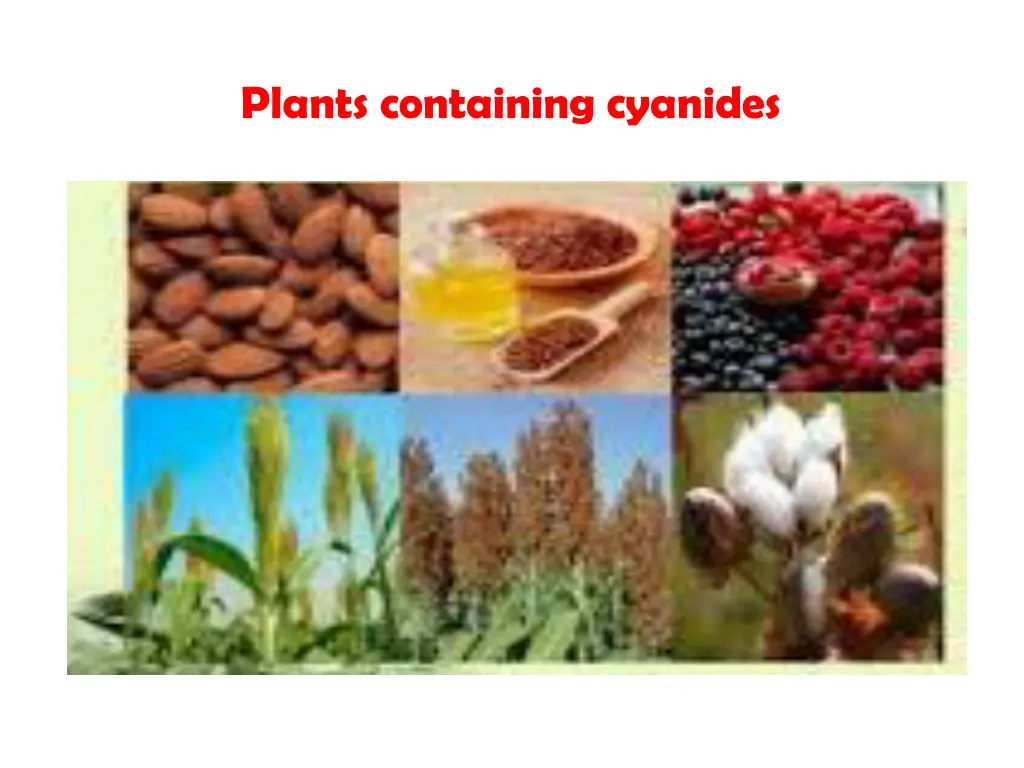 plants containing cyanides