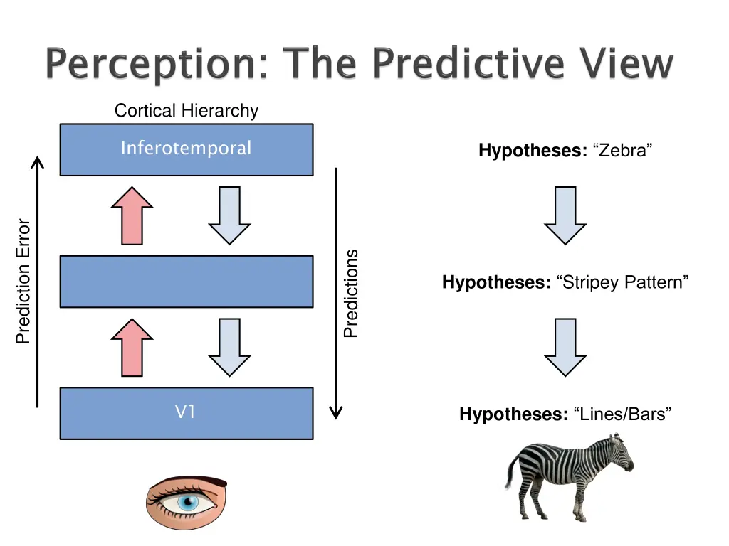 cortical hierarchy 1