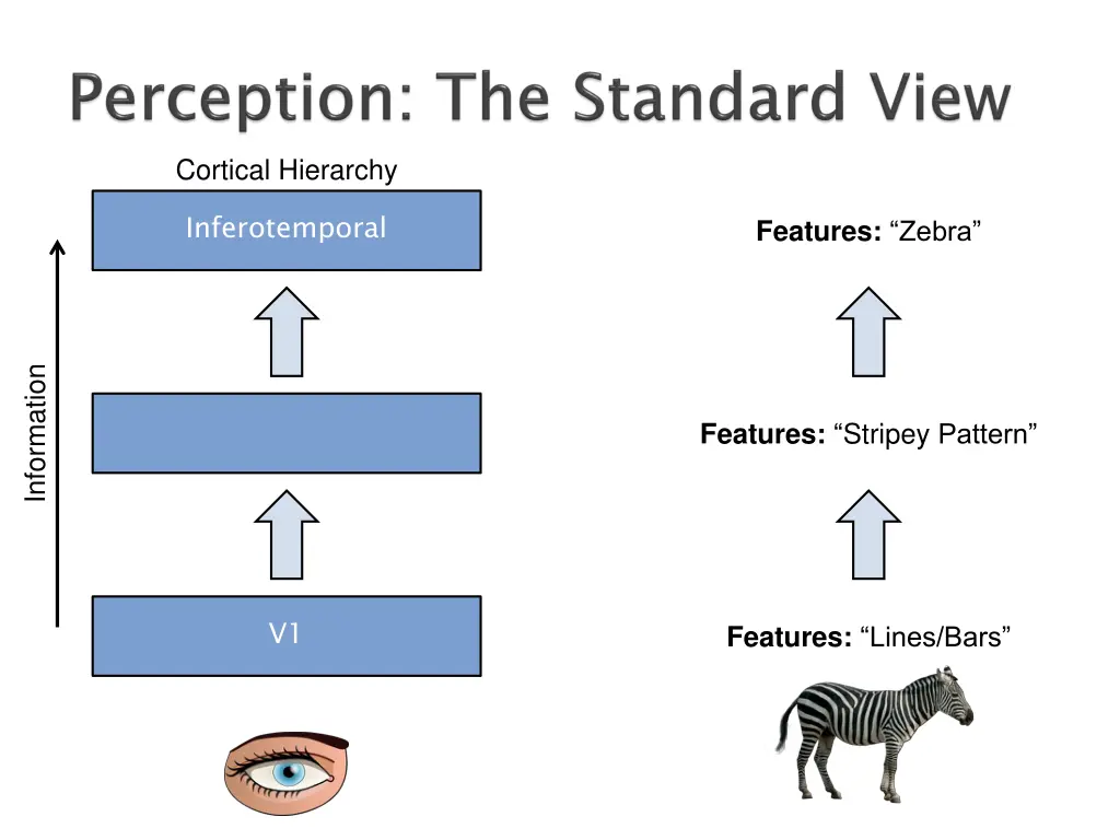 cortical hierarchy