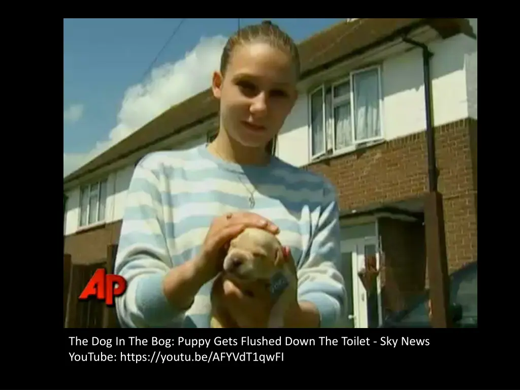 the dog in the bog puppy gets flushed down