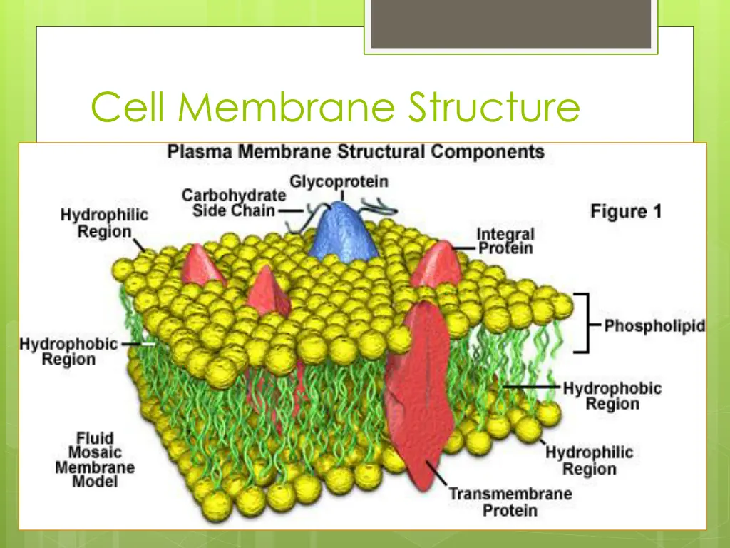 cell membrane structure