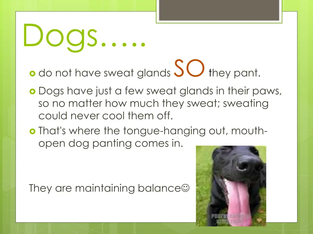 dogs do not have sweat glands so they pant dogs