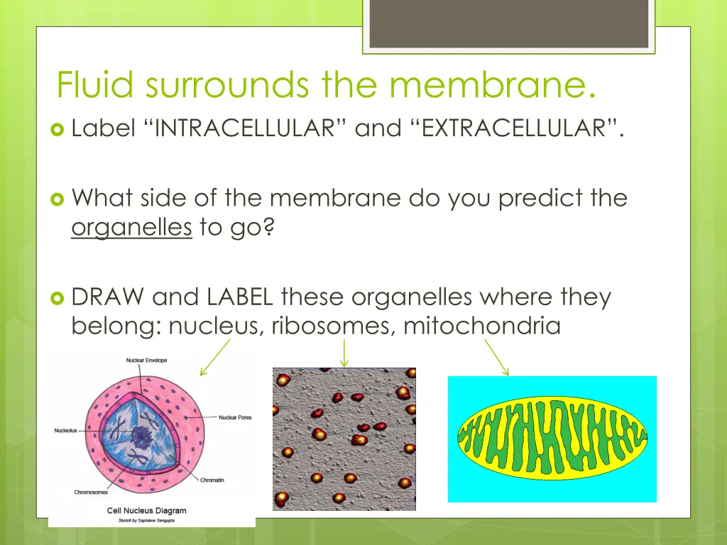 fluid surrounds the membrane label intracellular