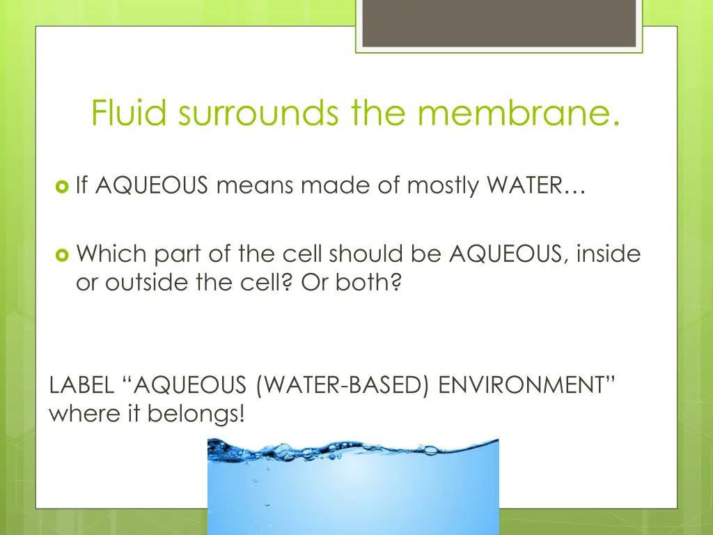 fluid surrounds the membrane