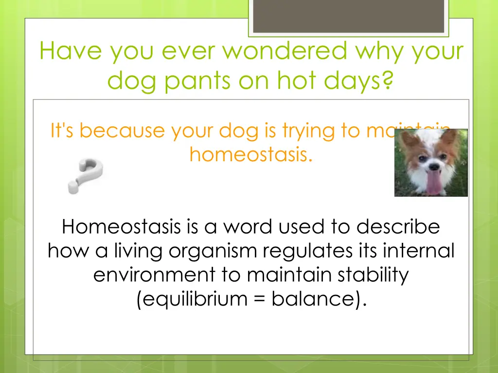 have you ever wondered why your dog pants