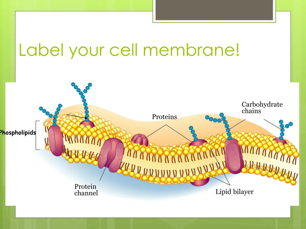 label your cell membrane