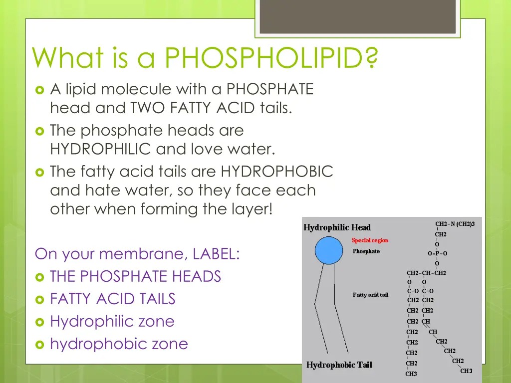 what is a phospholipid a lipid molecule with