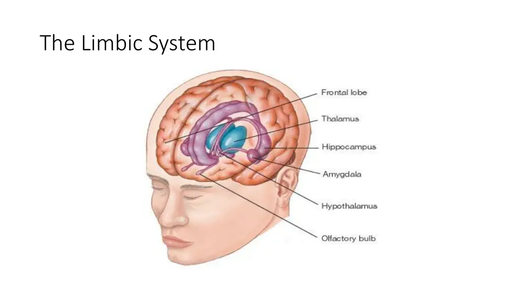 the limbic system