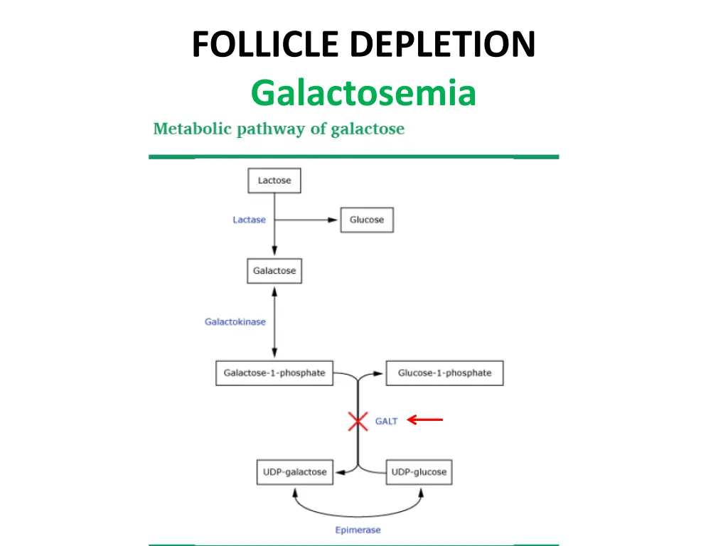 follicle depletion galactosemia