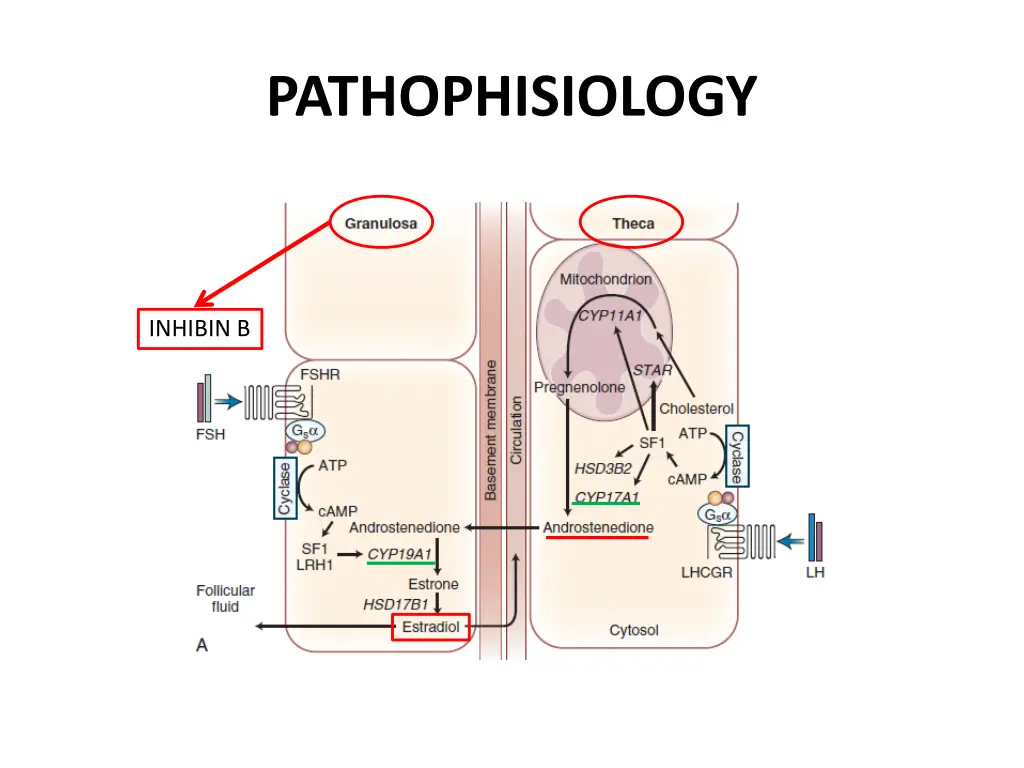 pathophisiology 1