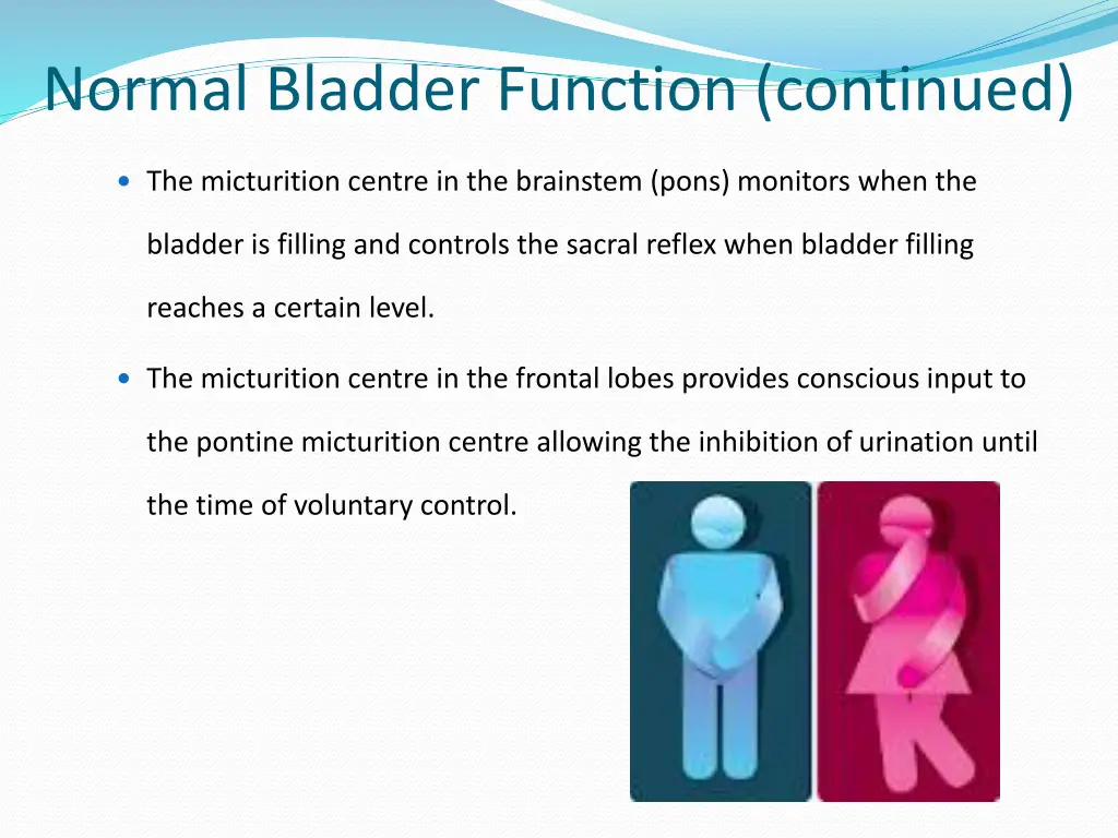 normal bladder function continued