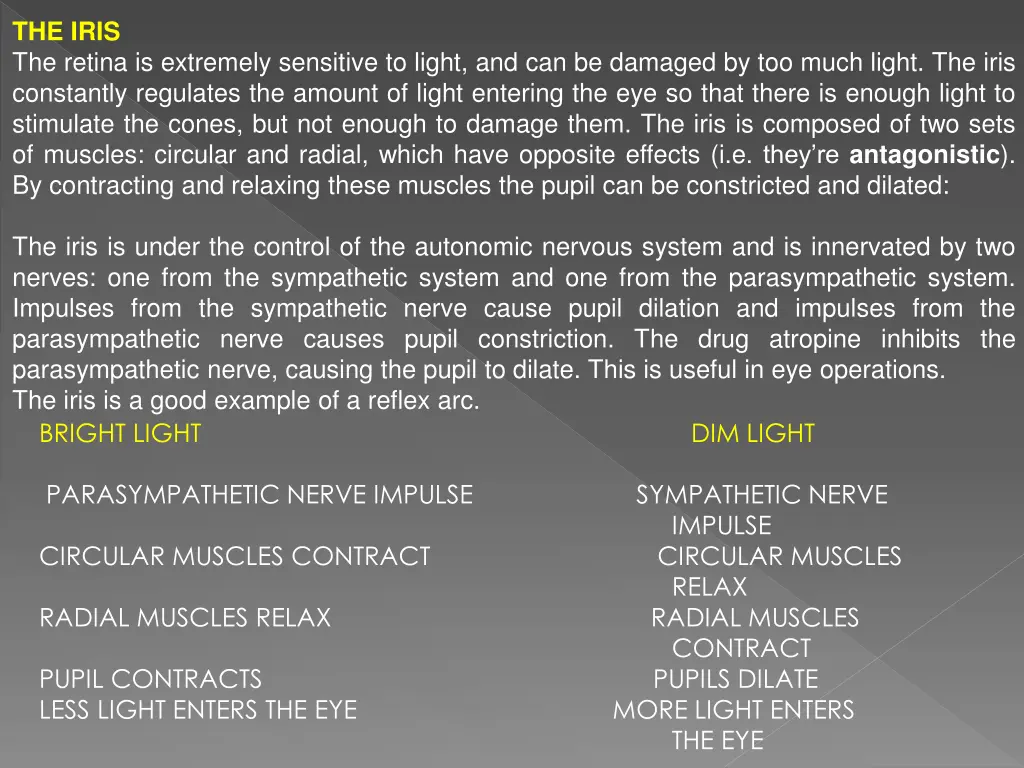 the iris the retina is extremely sensitive