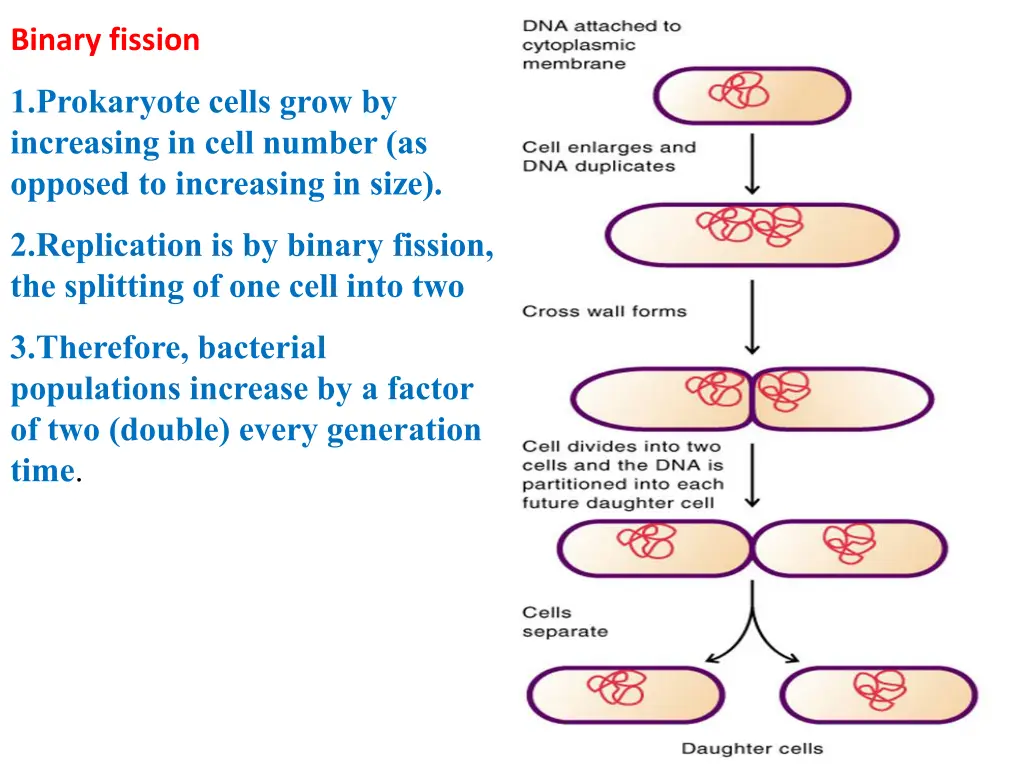 binary fission