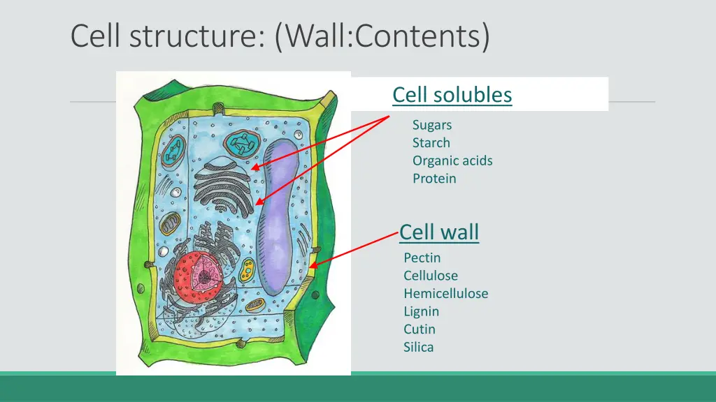 cell structure wall contents