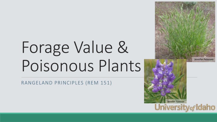 forage value poisonous plants