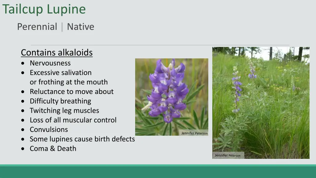 tailcup lupine perennial native 1