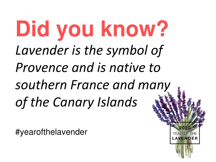 did you know lavender is the symbol of provence