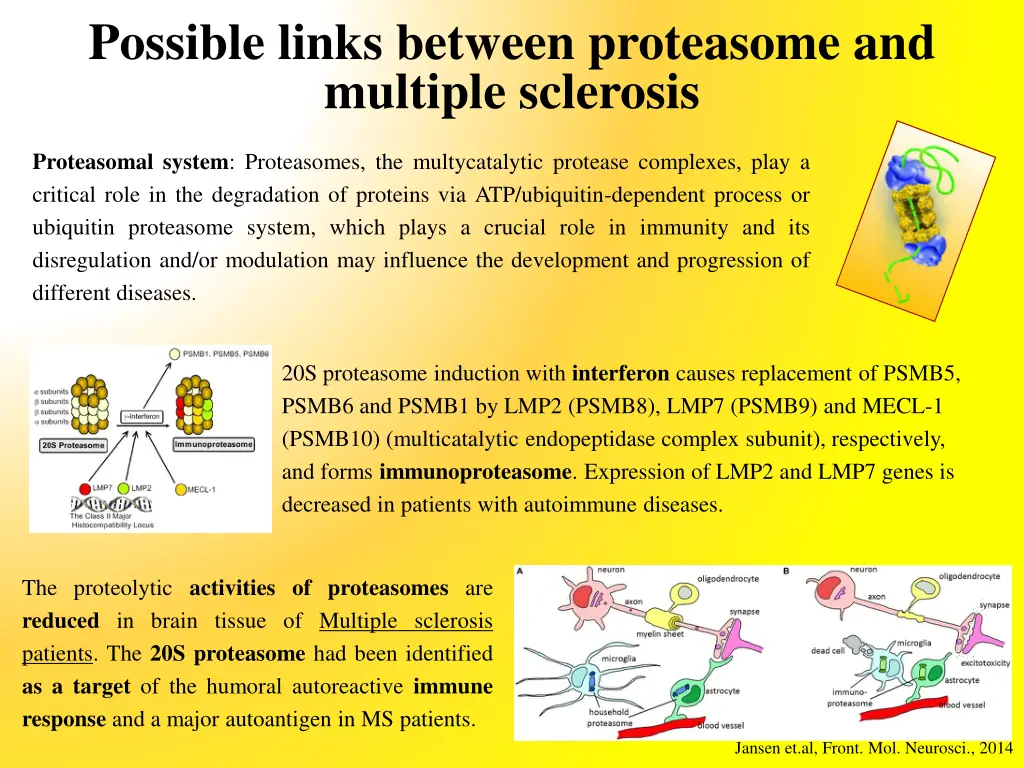 possible links between proteasome and multiple