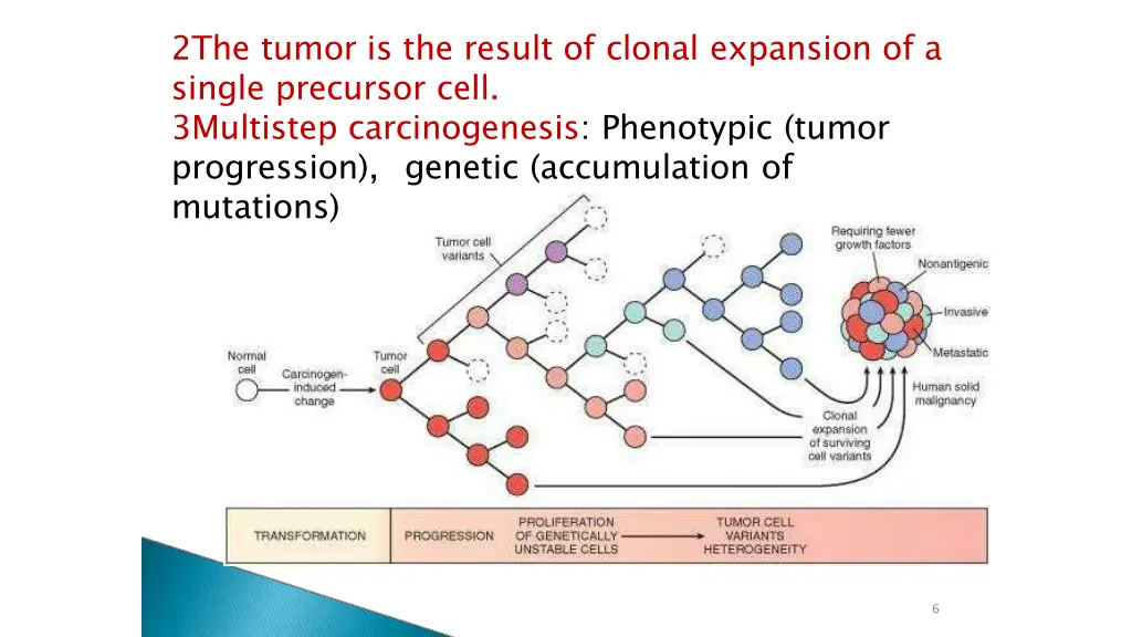 2the tumor is the result of clonal expansion