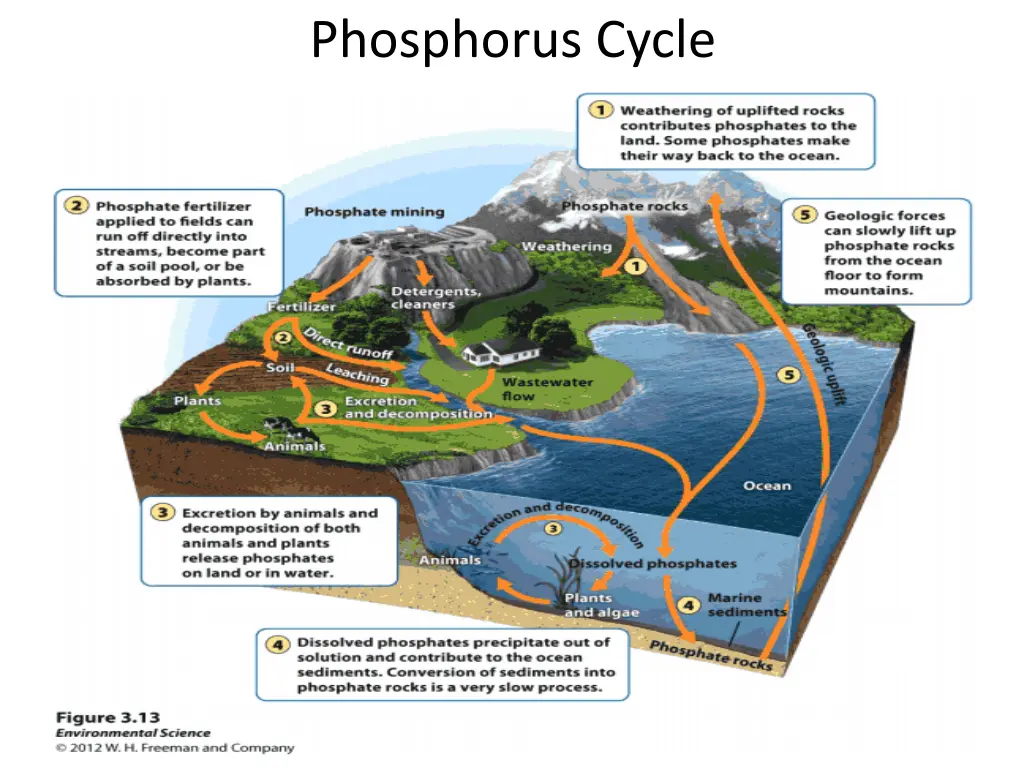 phosphorus cycle 1