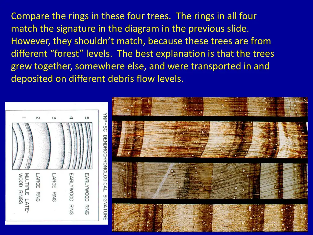 compare the rings in these four trees the rings 1