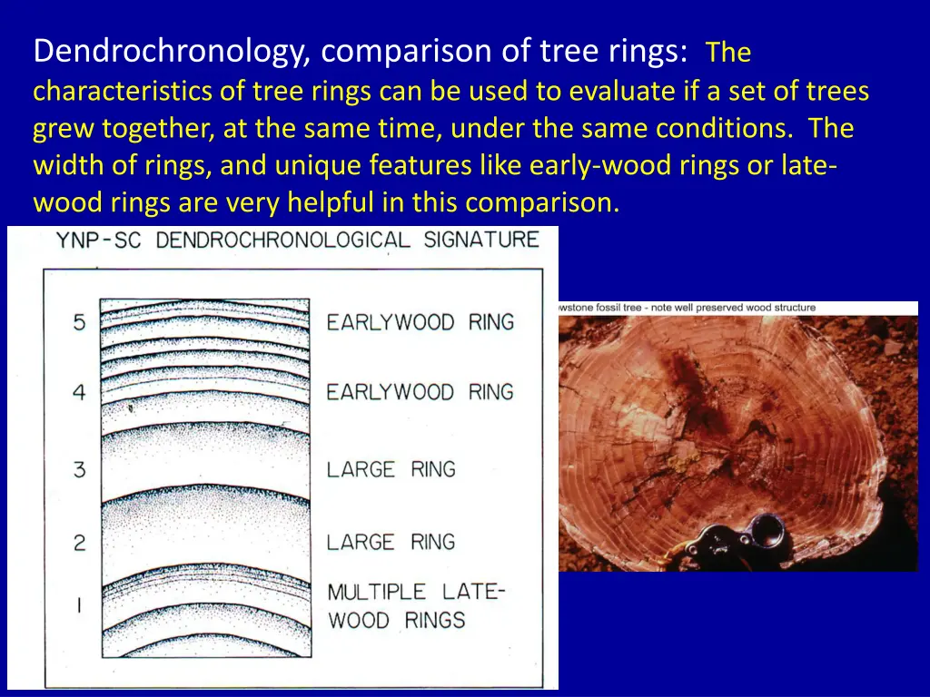 dendrochronology comparison of tree rings