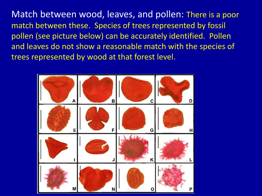 match between wood leaves and pollen there