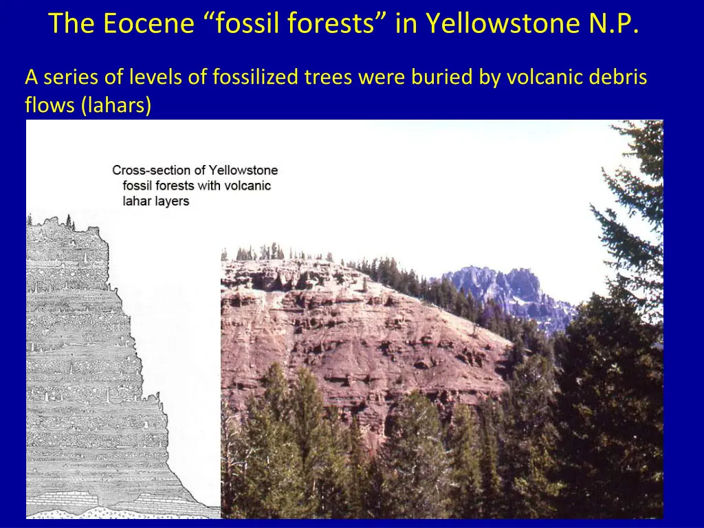 the eocene fossil forests in yellowstone n p