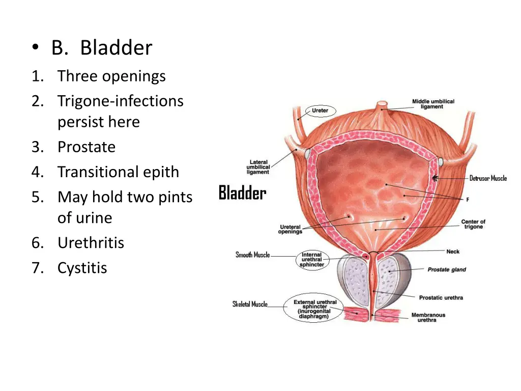 b bladder 1 three openings 2 trigone infections