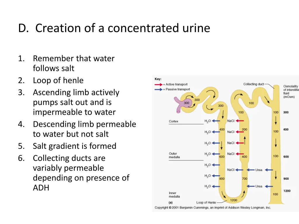 d creation of a concentrated urine