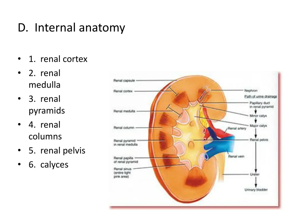 d internal anatomy