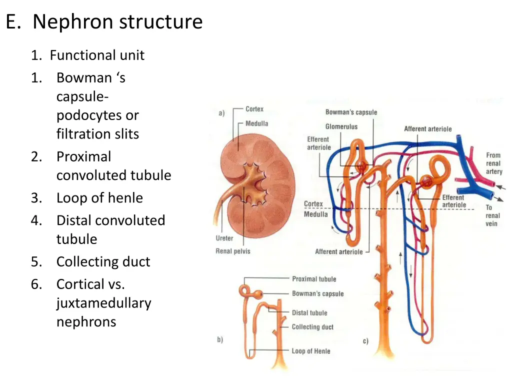 e nephron structure