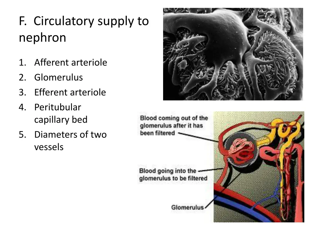 f circulatory supply to nephron